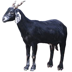 Zalawadi Goat